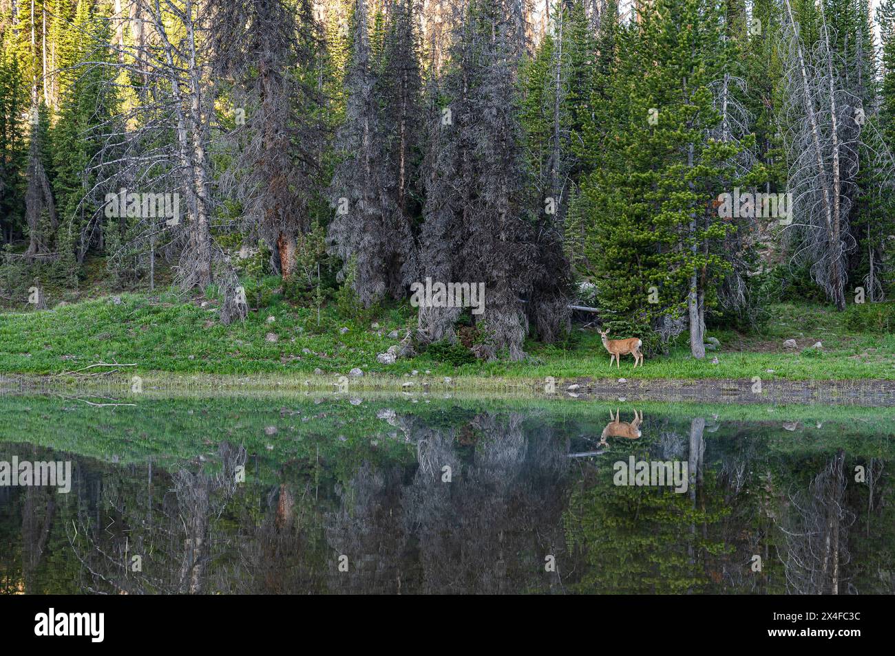 USA, Wyoming. Cerf mulet et réflexion au lac Brooks Banque D'Images