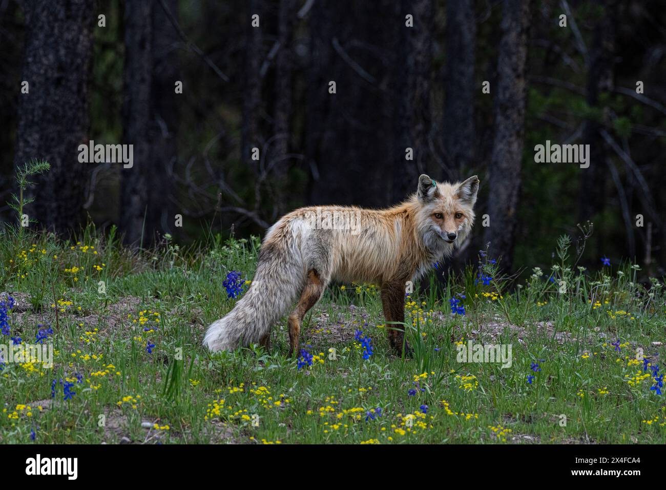 USA, Wyoming. Portrait de renard rouge dans les fleurs sauvages d'été, parc national de Grand Teton Banque D'Images