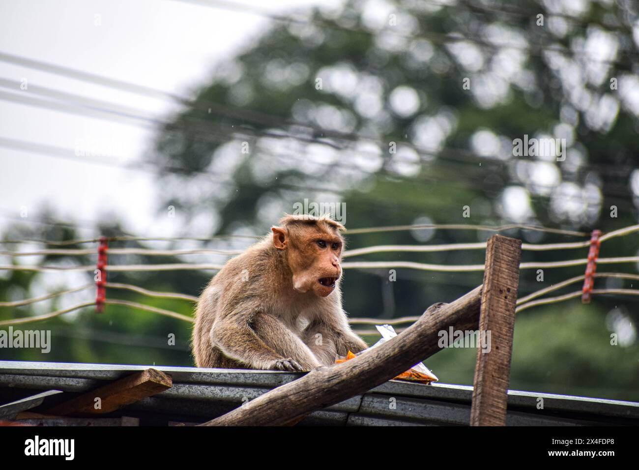 Singe assis sur le toit à Courtallam région Tamil Nadu en Inde Banque D'Images