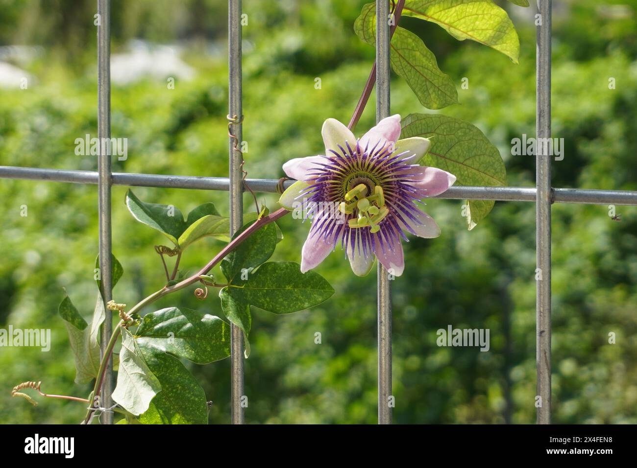 Fleurs de passiflora pourpres rampant sur une clôture de fer avec un fond flou Banque D'Images