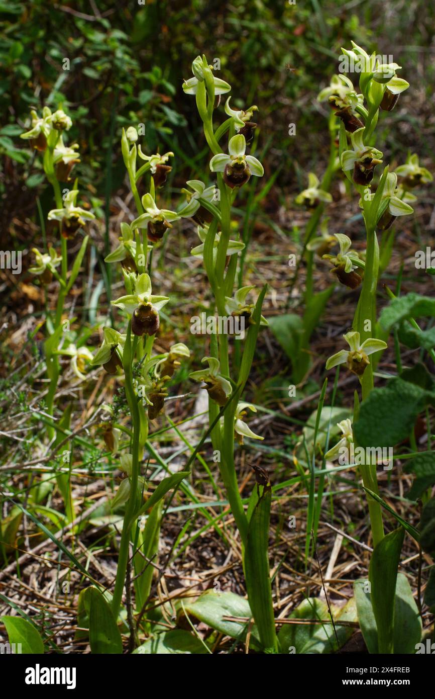 Plantes à fleurs de l'orchidée du Levant (Ophrys levantina), dans l'habitat naturel de Chypre Banque D'Images