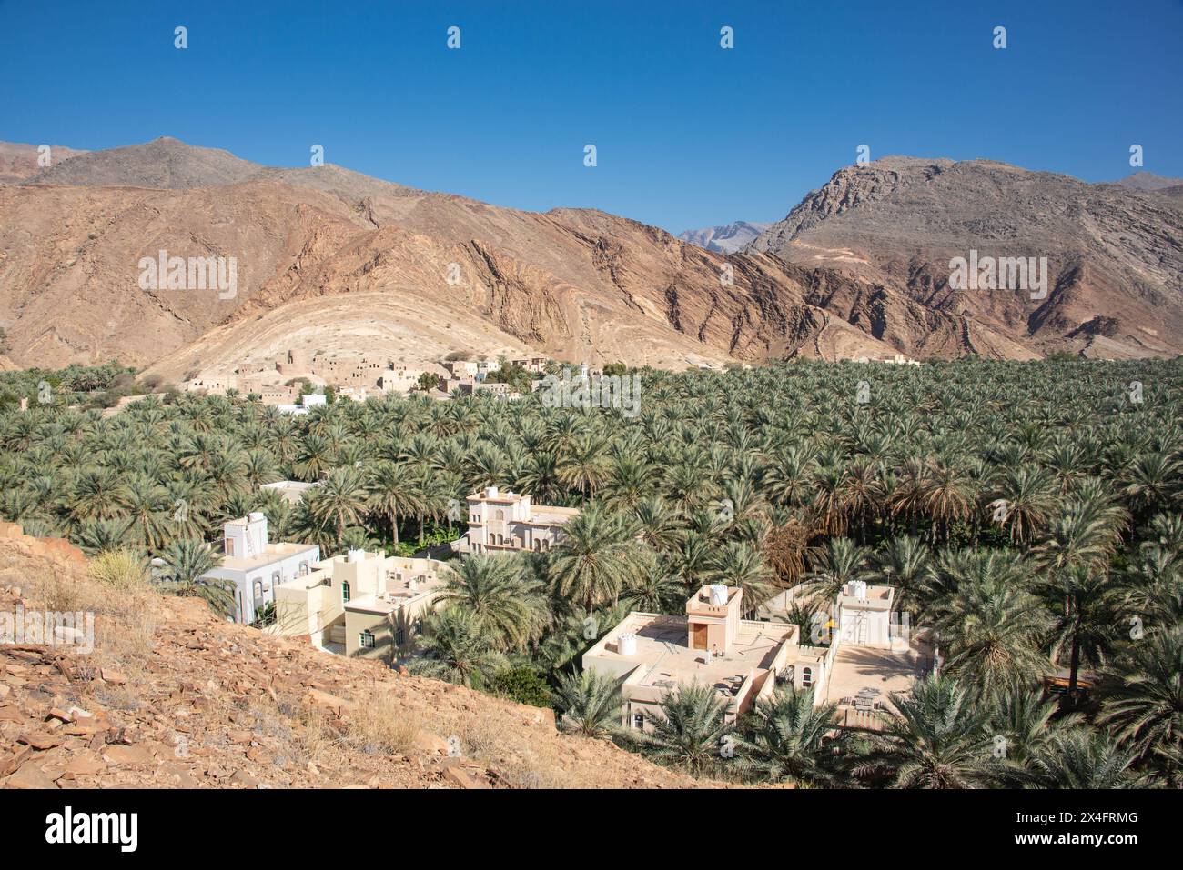 Une oasis de palmiers dattiers, Birkat al Mouz, Oman Banque D'Images