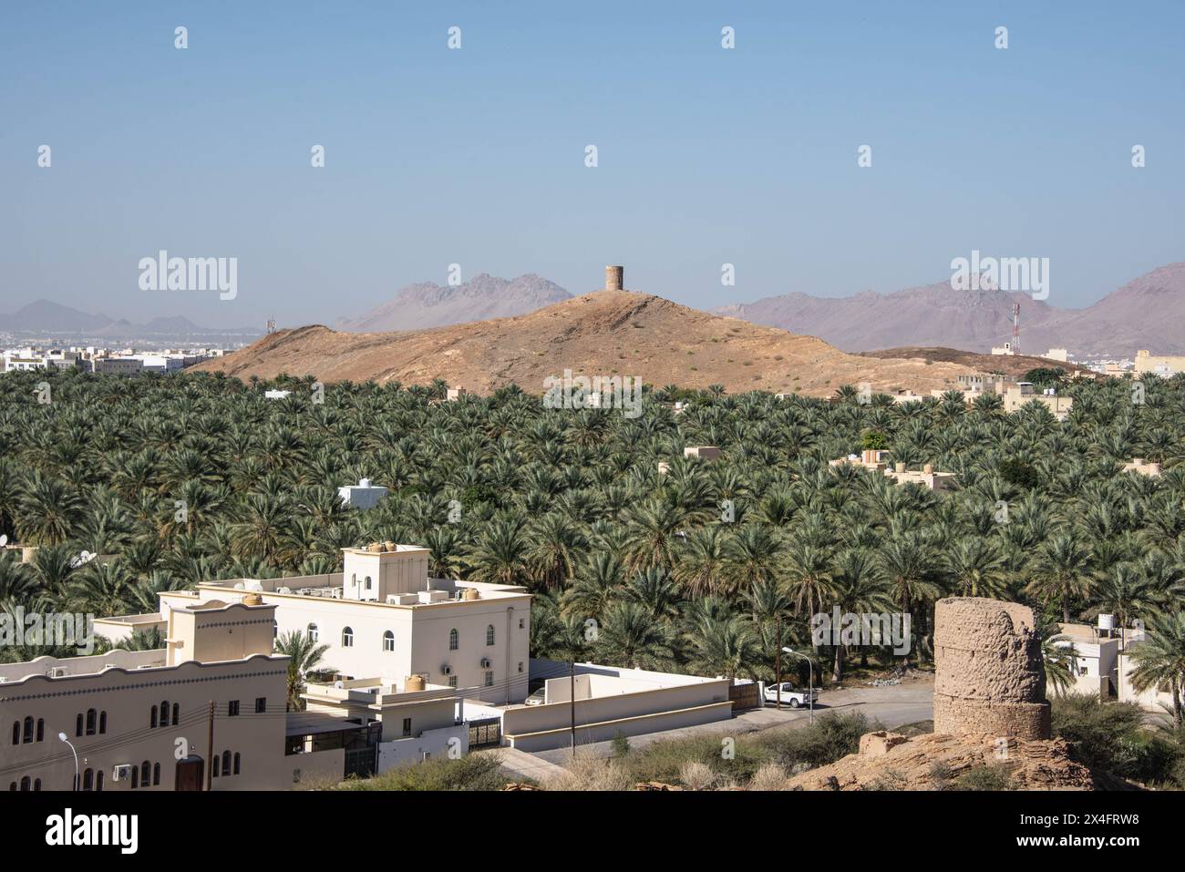 Une oasis de palmiers dattiers, Birkat al Mouz, Oman Banque D'Images