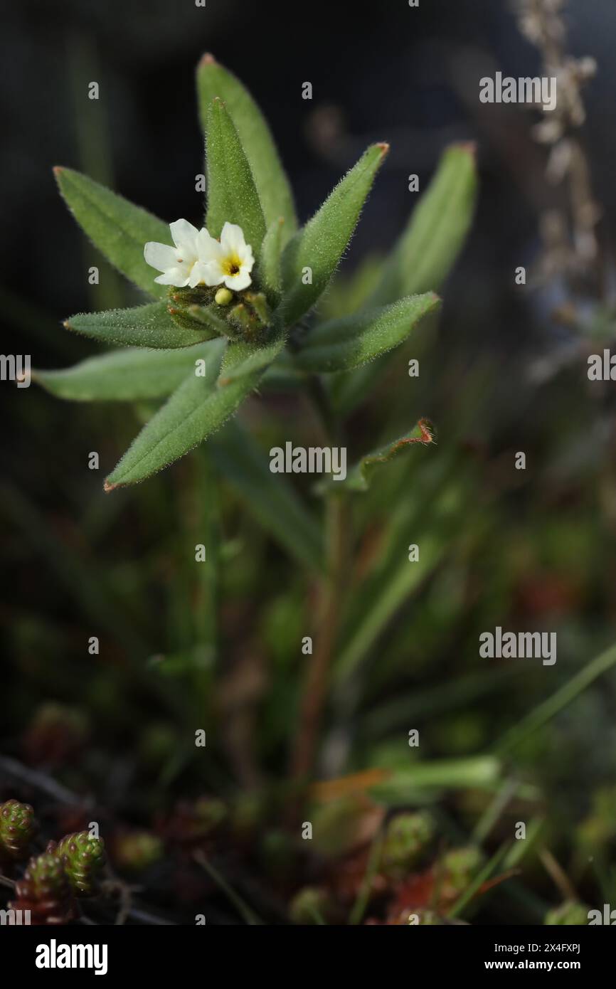 Petite fleur de printemps dans l'herbe. Fleurs sauvages en plein air dans la nature Banque D'Images