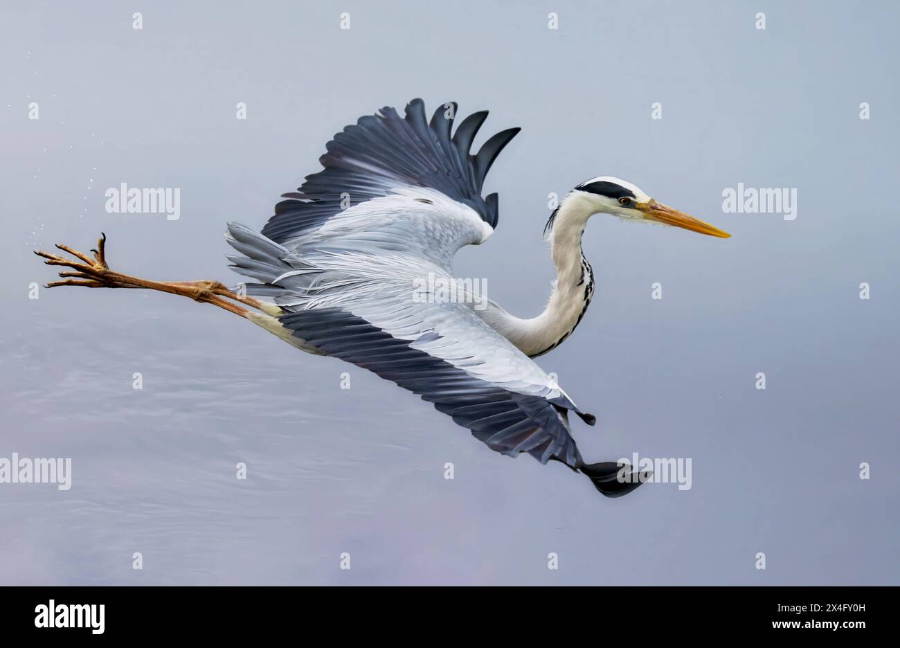 Le héron gris se nourrit surtout de créatures aquatiques qu'il attrape après s'être immobilisé à côté ou dans l'eau et s'être précipité soudainement pour chercher des proies. Banque D'Images