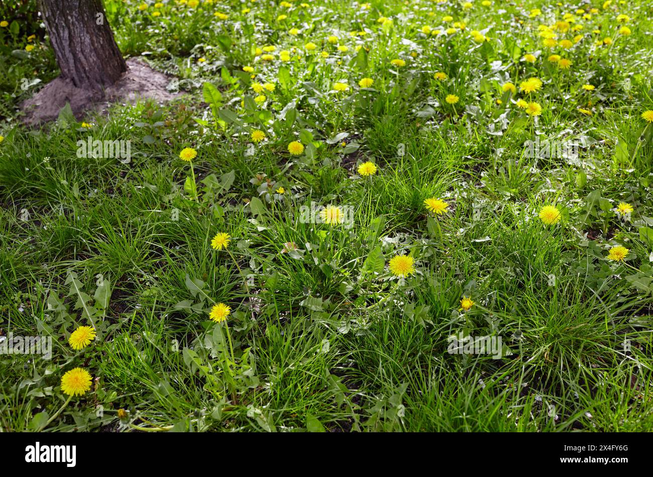 Pré vert avec des pissenlits jaunes au printemps. Gros plan de fleurs de printemps jaunes sur le sol Banque D'Images