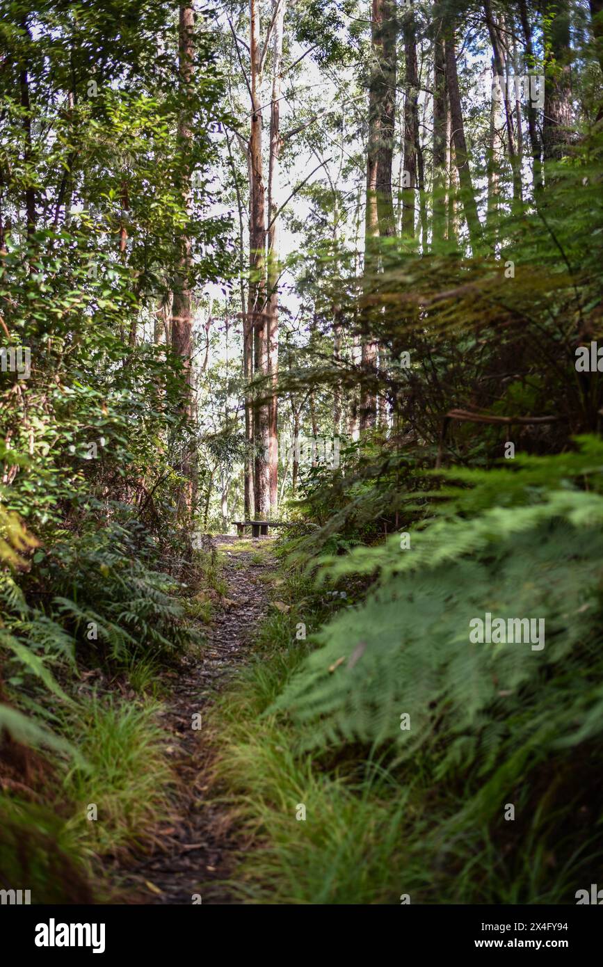 sentier à travers une forêt luxuriante avec des fougères et des rochers Banque D'Images