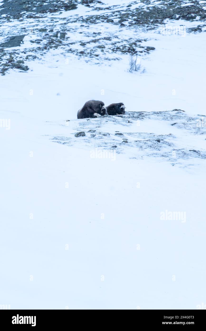 Beau portrait d'un bébé bœuf musqué et de sa mère dans un blizzard dans un paysage enneigé entre montagnes en Norvège, en Europe Banque D'Images
