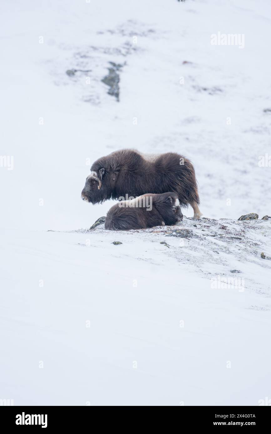 Beau portrait d'un bébé bœuf musqué et de sa mère dans un blizzard dans un paysage enneigé entre montagnes en Norvège, en Europe Banque D'Images