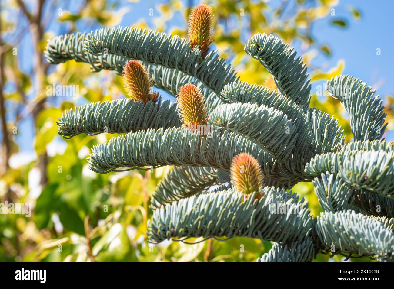 Jeunes cônes sur les branches d'un sapin noble (Abies procera) Banque D'Images