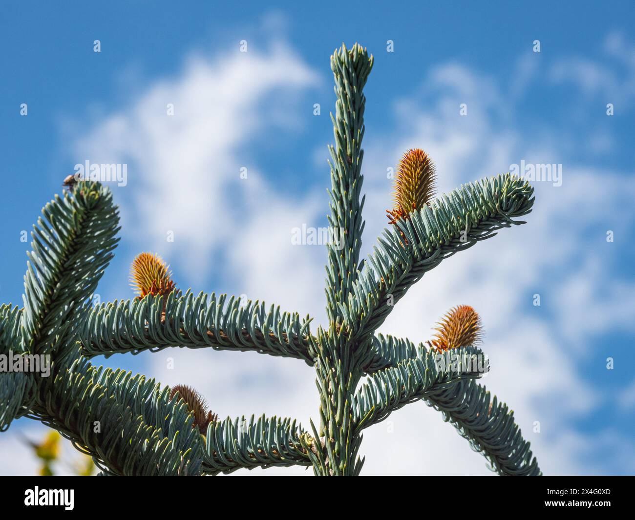 Jeunes cônes sur les branches d'un sapin rouge (Abies procera) Banque D'Images