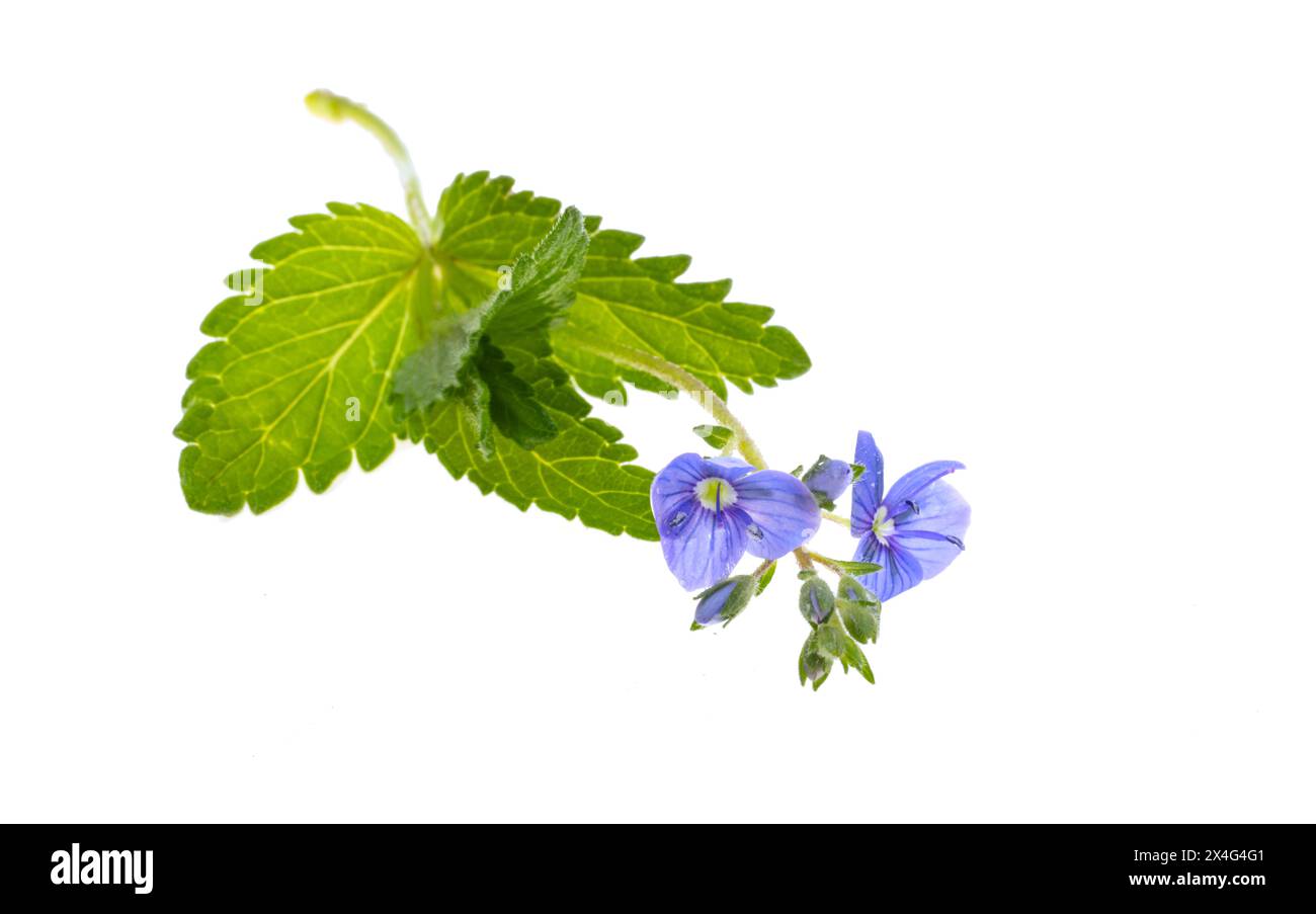 Fleurs de Veronica isolées sur fond blanc Banque D'Images