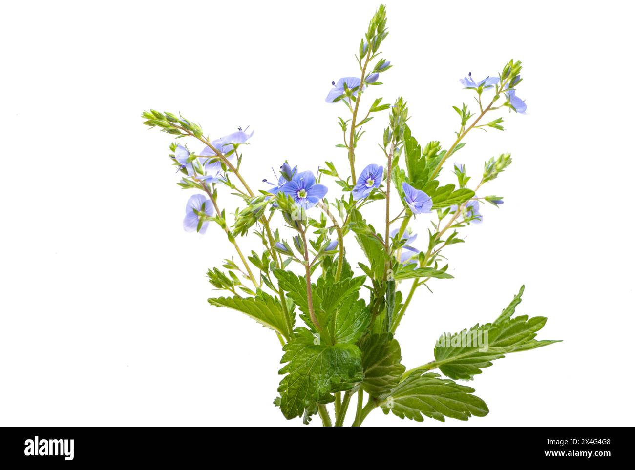 Fleurs de Veronica isolées sur fond blanc Banque D'Images