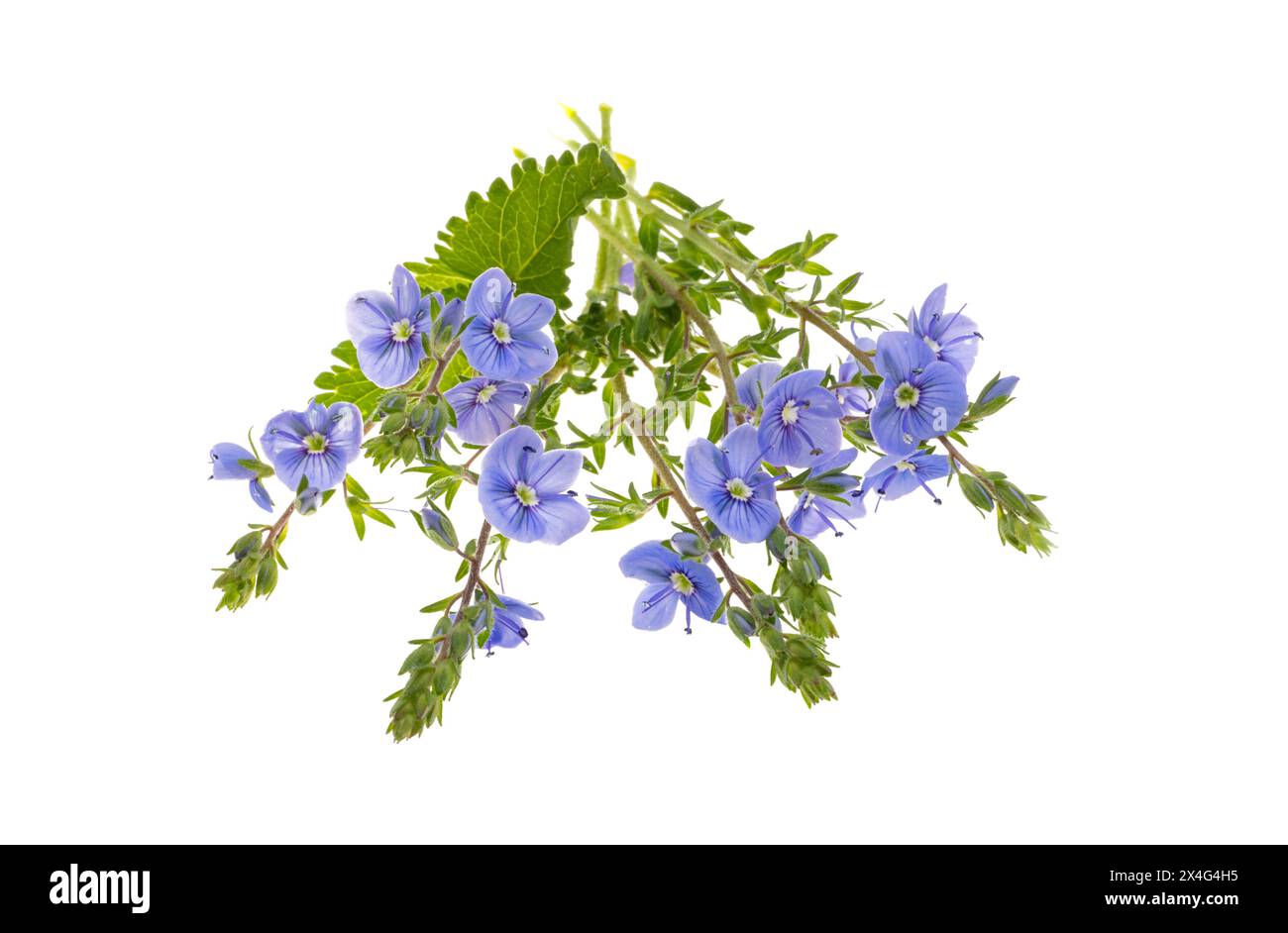 Fleurs de Veronica isolées sur fond blanc Banque D'Images