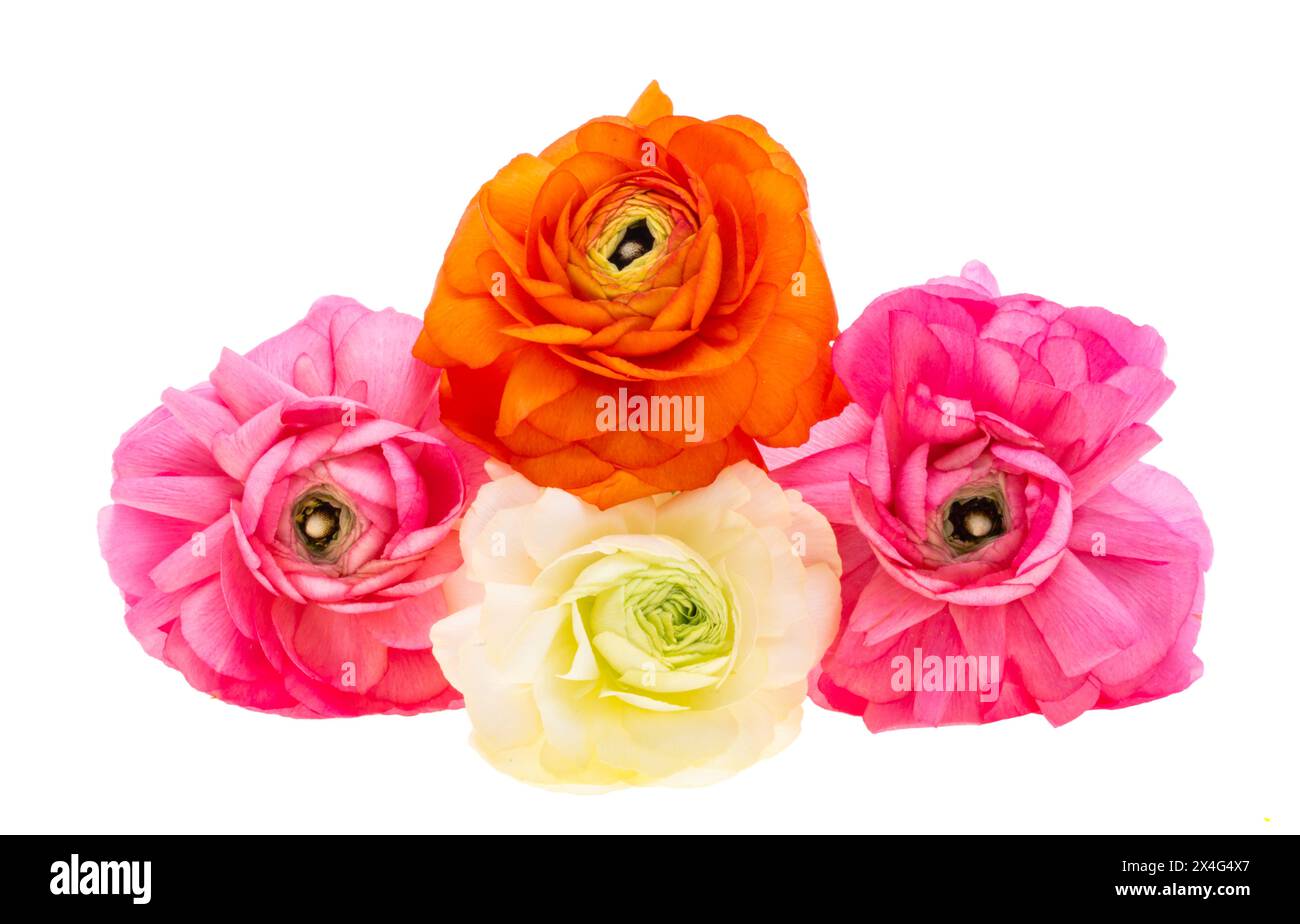 Fleurs de Ranunculus isolées sur fond blanc Banque D'Images