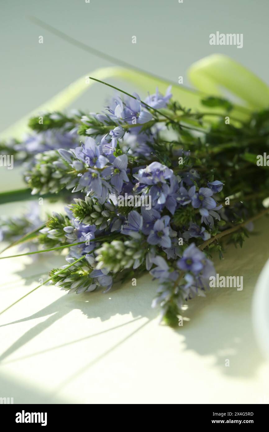 Fond vert avec fleurs bleues de tendresse sauvage Banque D'Images