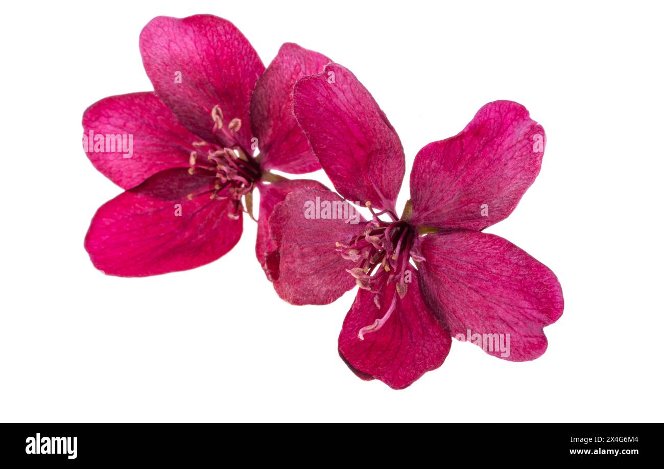 fleurs de pommier rouge isolées sur fond blanc Banque D'Images