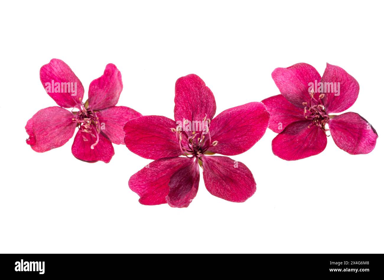 fleurs de pommier rouge isolées sur fond blanc Banque D'Images