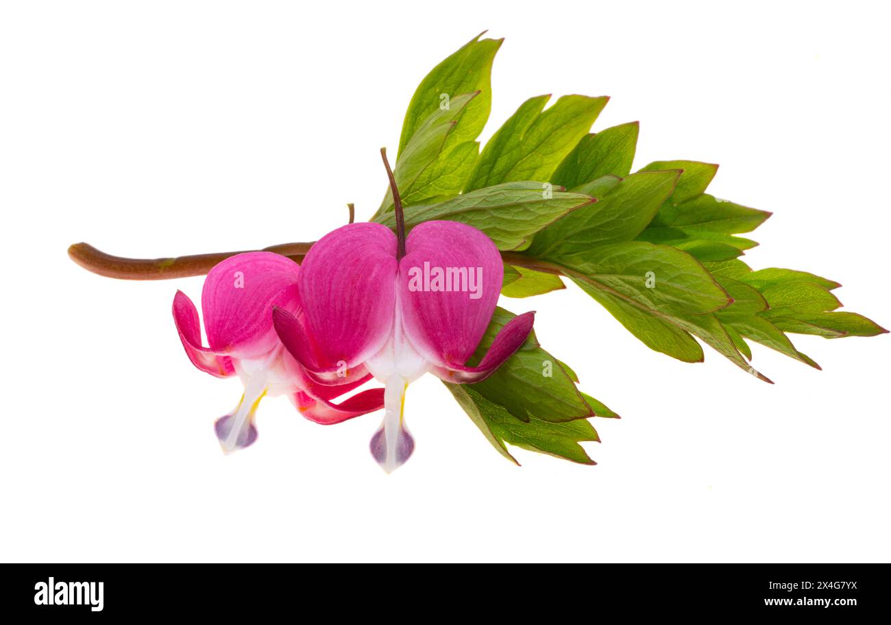 fleurs dicentra magnifique isolé sur fond blanc Banque D'Images