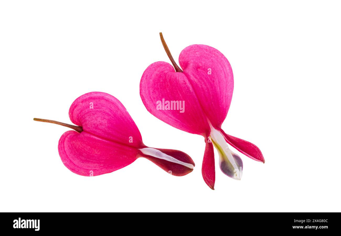 fleurs dicentra magnifique isolé sur fond blanc Banque D'Images