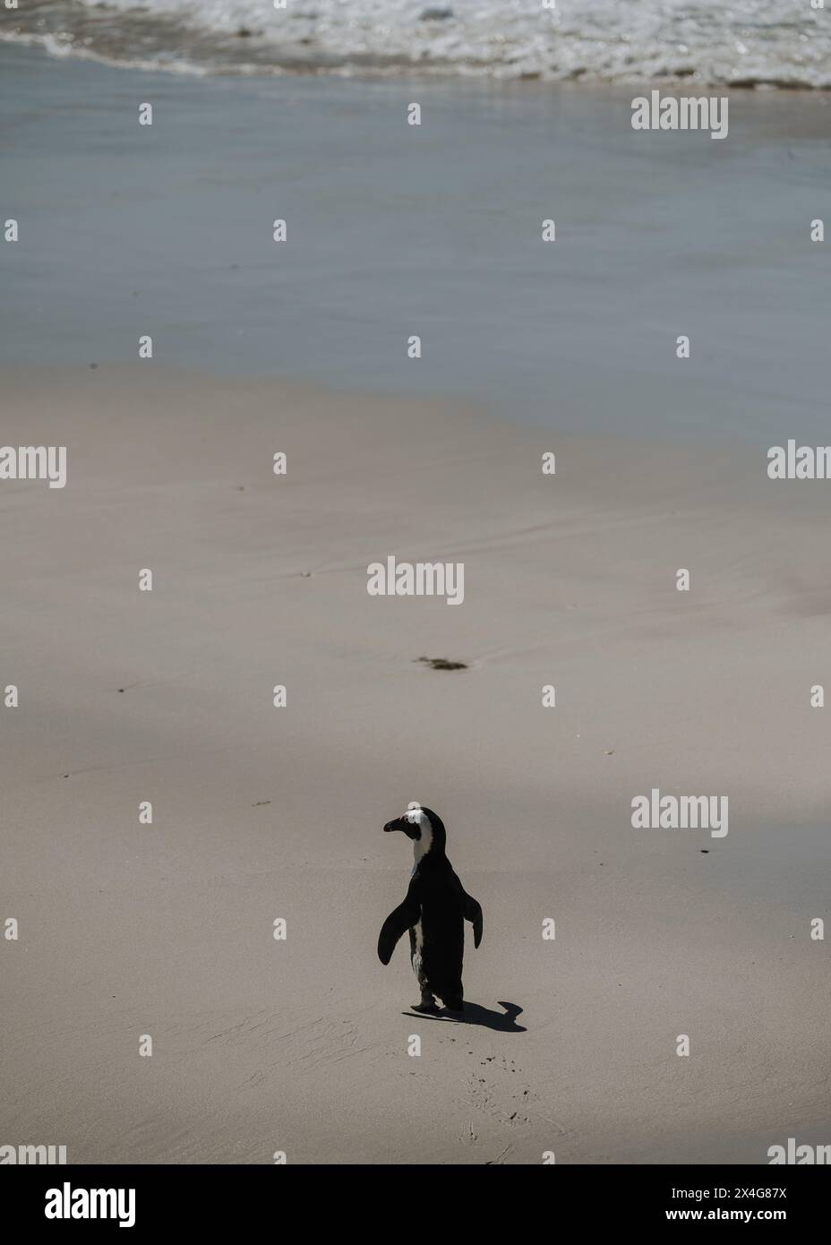 Un pingouin marchant vers l'océan Banque D'Images