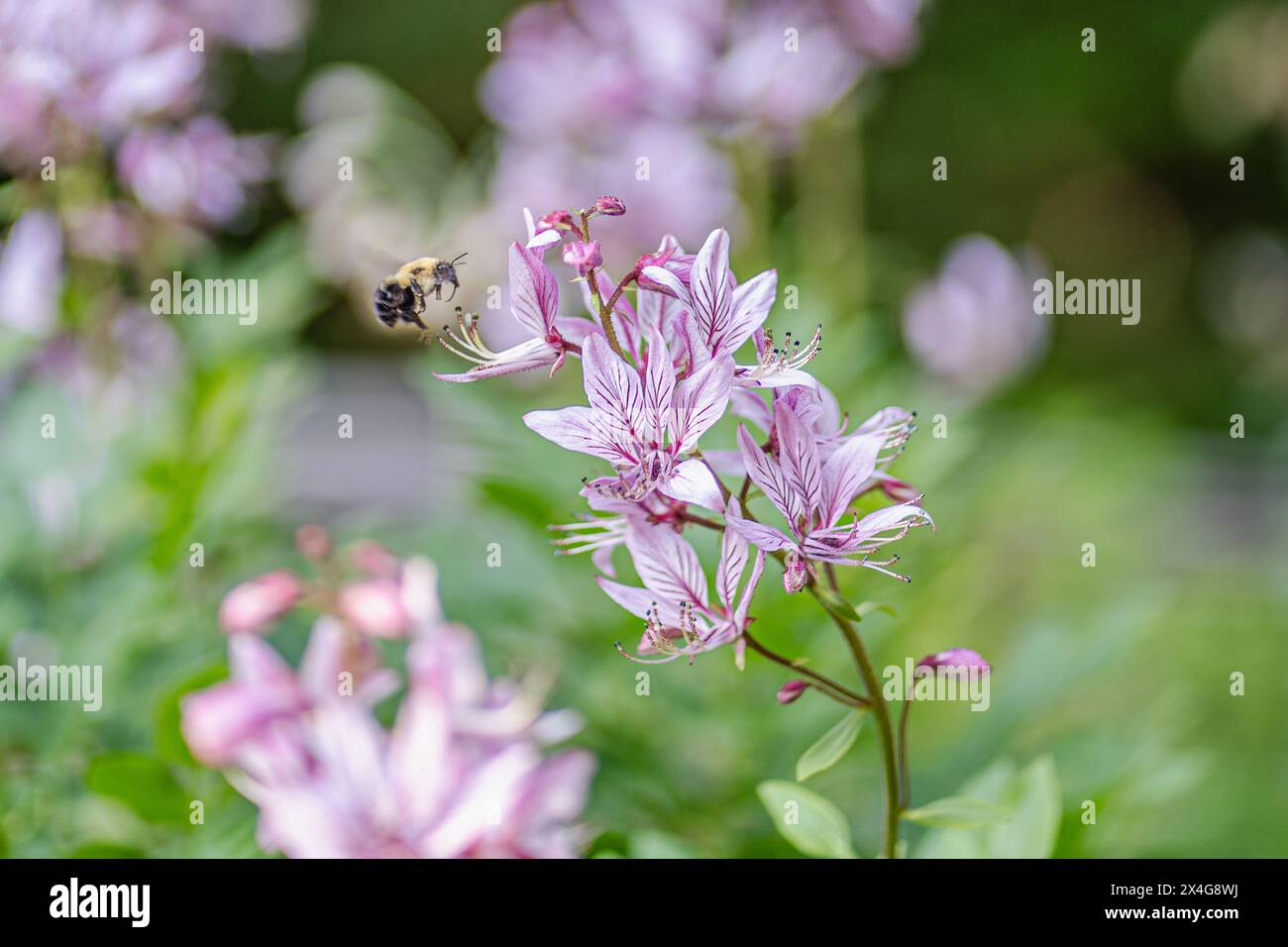 Abeille en vol, fleurs roses, bokeh de jardin serein Banque D'Images