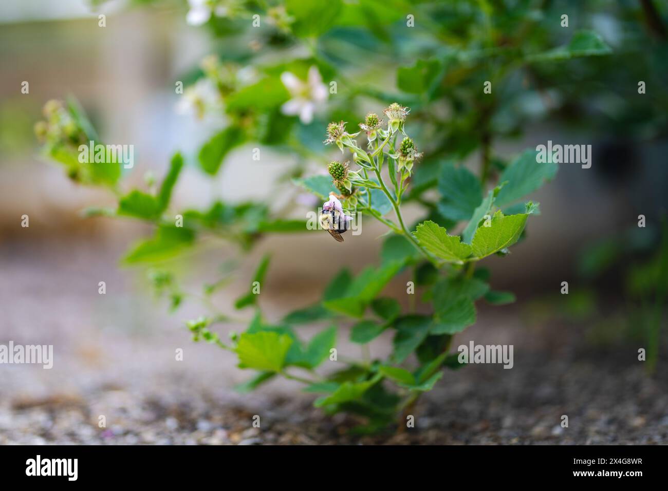 Abeilles pollinisant des fleurs sauvages vibrantes, gros plan dans la nature Banque D'Images