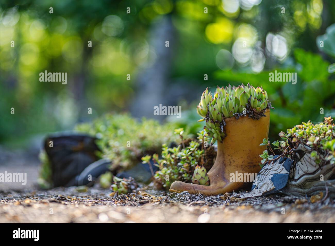 Semoir à bottes replié, éclatant de plantes succulentes Banque D'Images