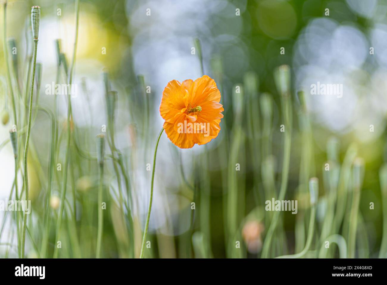 Le coquelicot orange éclatant se distingue dans un vert doux Banque D'Images