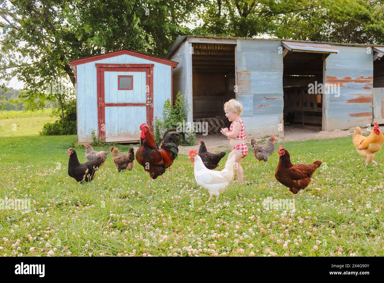 Enfant riant pourchassant des poulets dans une ferme rurale Banque D'Images
