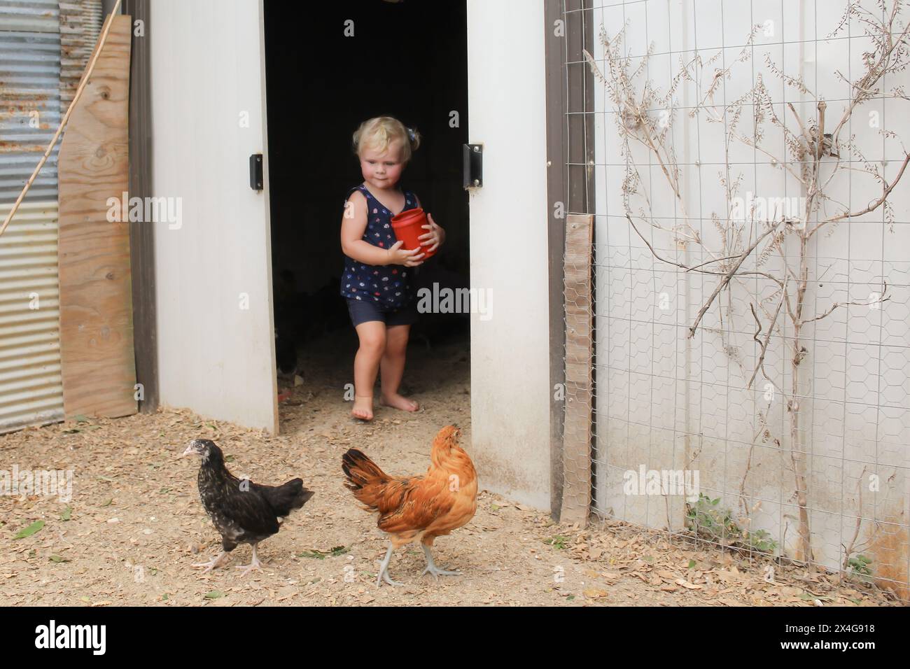 Enfant avec seau nourrissant des poulets dans un poulailler rustique Banque D'Images