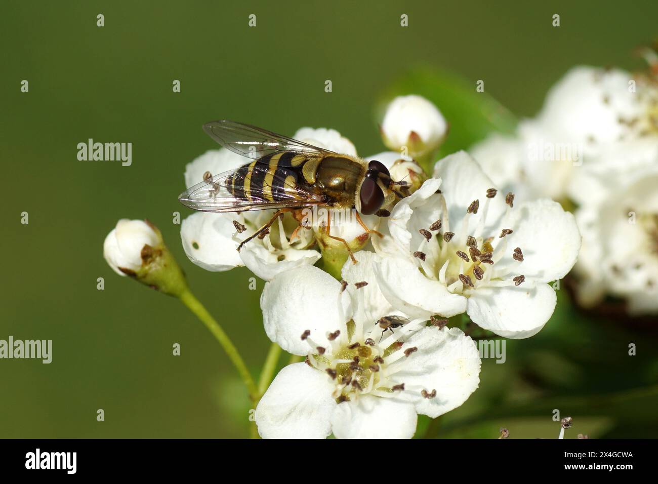 Les femelles de l'hoverfly, Syrphus, probablement Syrphus vitripennis, famille des Syrphidae sur les fleurs de l'aubépine commune, aubépine à une graine (Crataegus monogyna). Banque D'Images