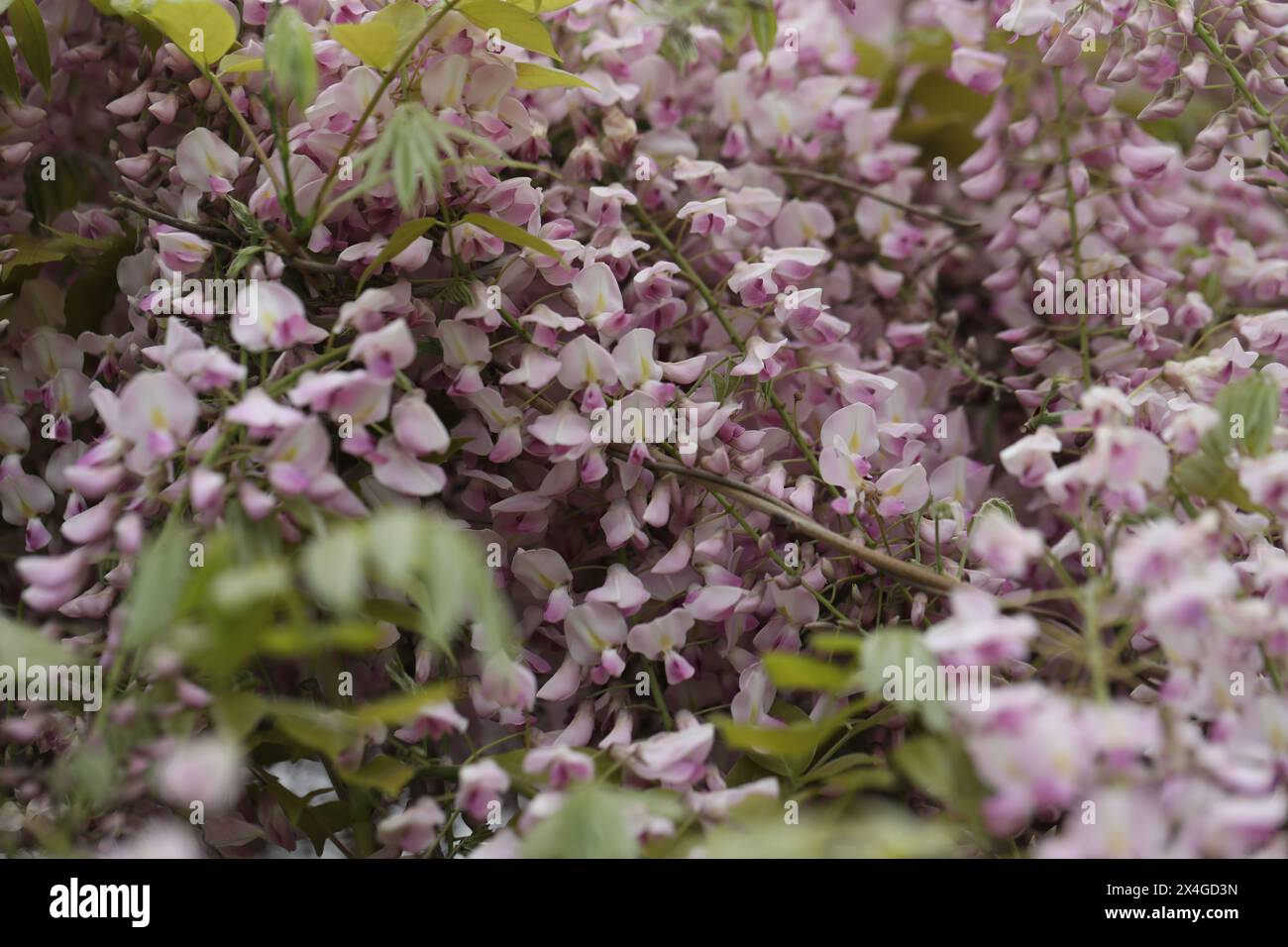 Belles fleurs de wisteria dans le jardin de printemps. Beauté du printemps Banque D'Images