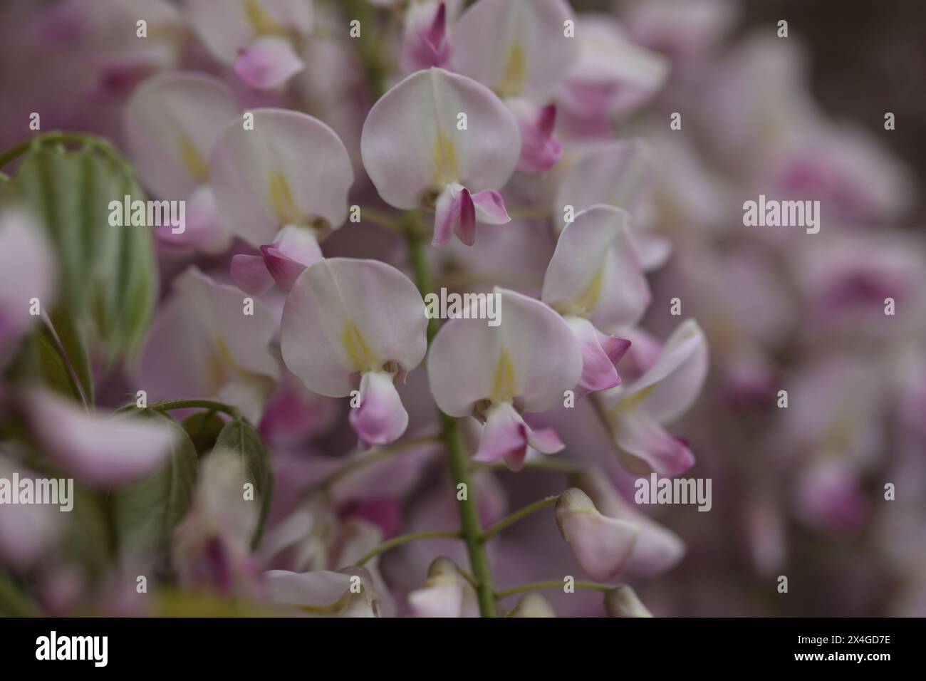 Belles fleurs de wisteria dans le jardin de printemps. Beauté du printemps Banque D'Images