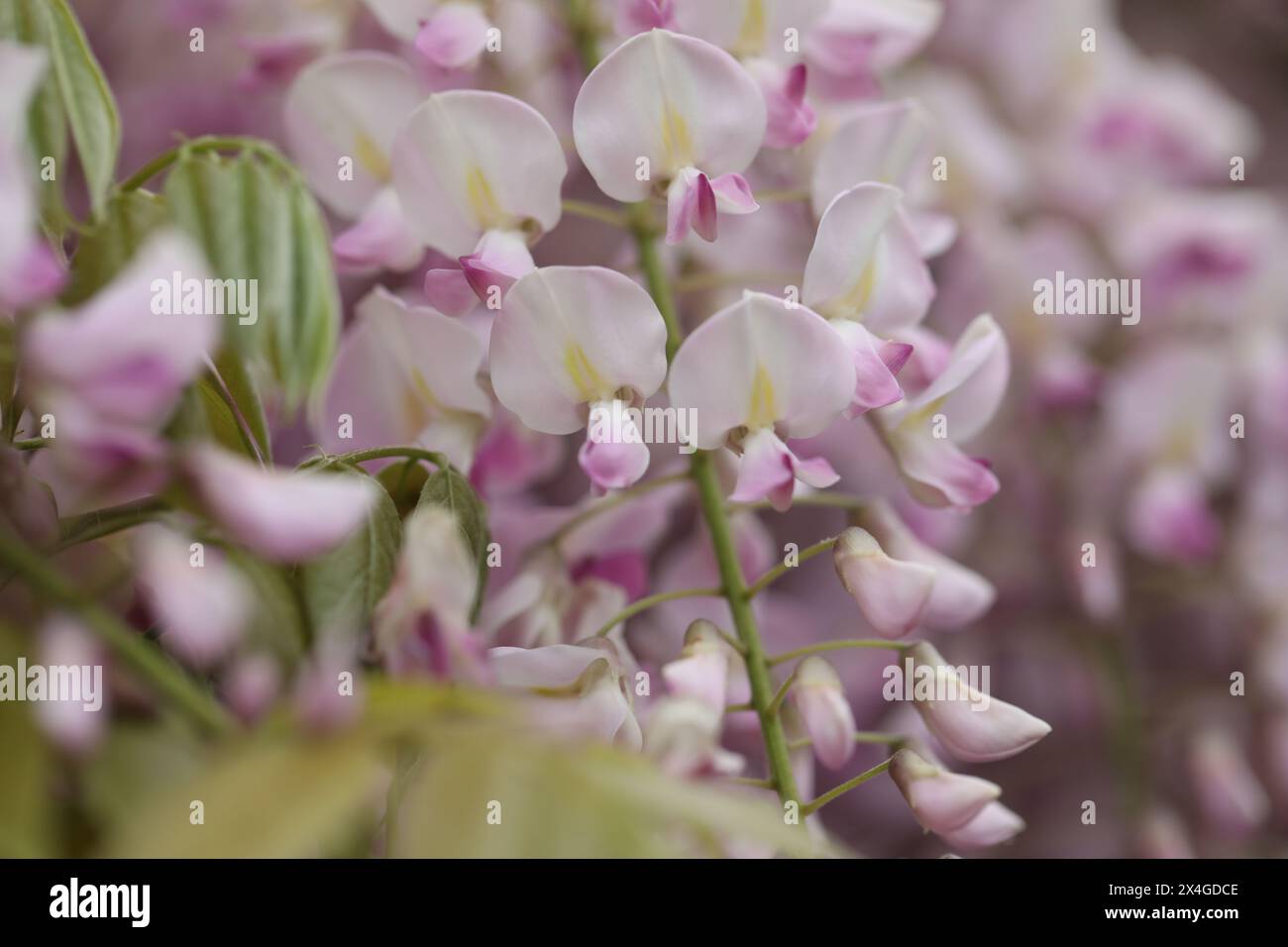 Belles fleurs de wisteria dans le jardin de printemps. Beauté du printemps Banque D'Images