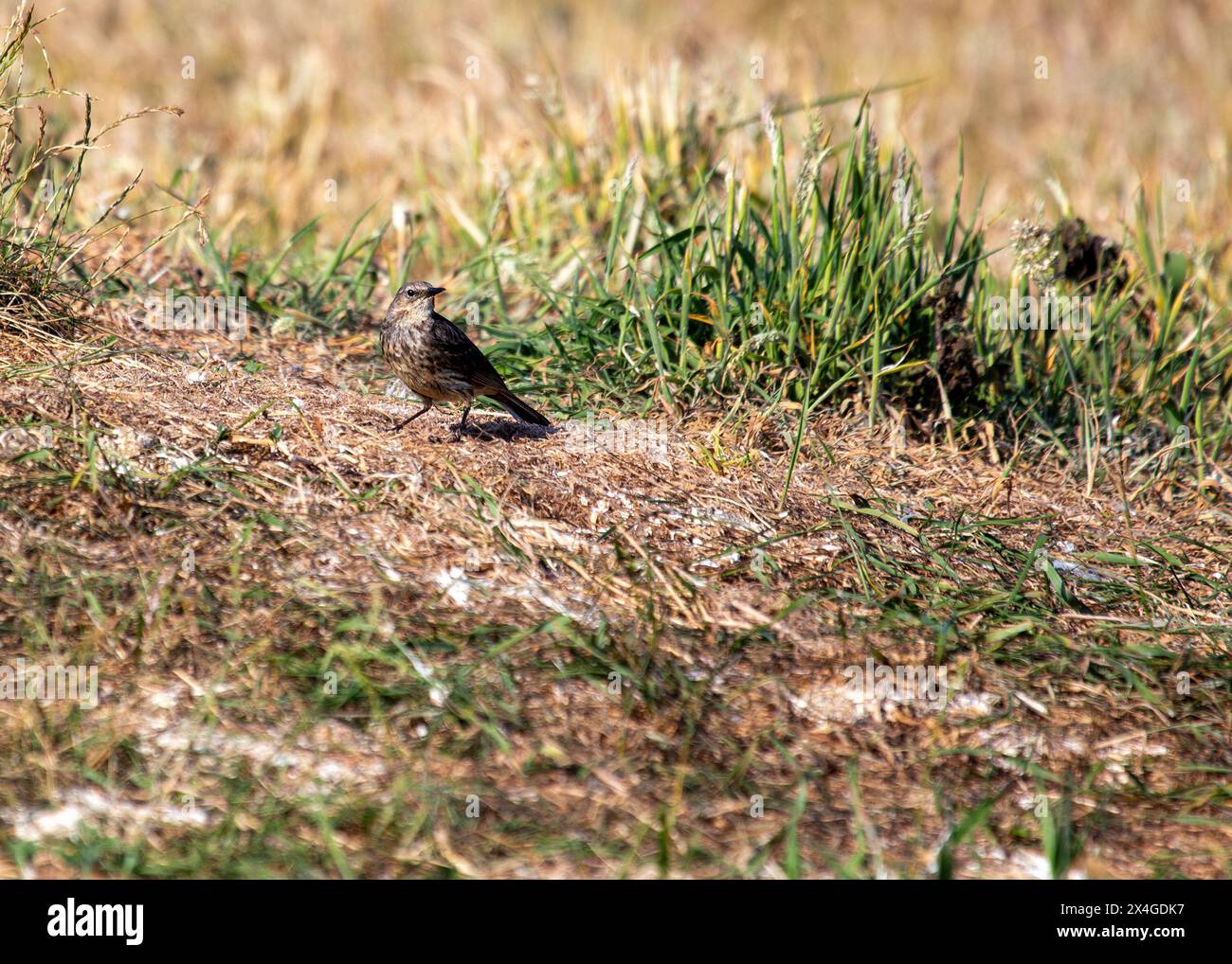 Délicat oiseau brun avec de longues pattes, fréquente les rivages rocheux de l'Ireland's Eye, chassant les insectes. Banque D'Images