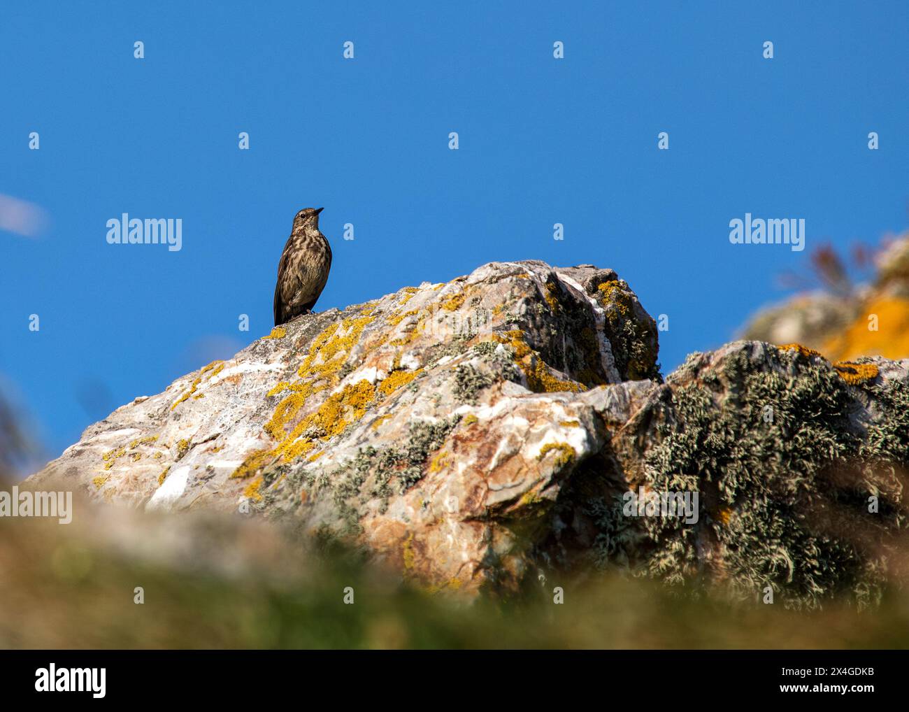 Délicat oiseau brun avec de longues pattes, fréquente les rivages rocheux de l'Ireland's Eye, chassant les insectes. Banque D'Images