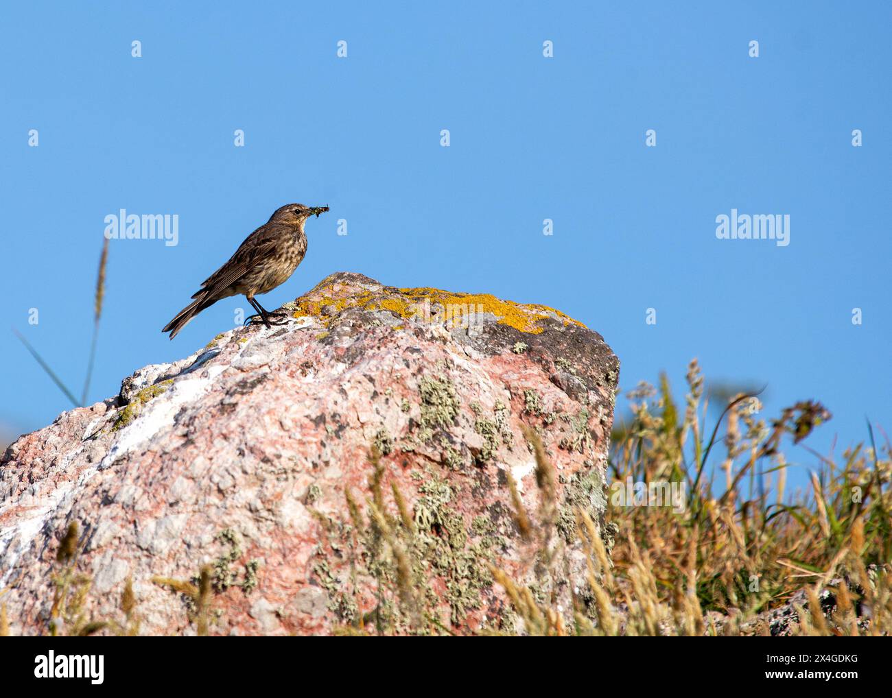 Délicat oiseau brun avec de longues pattes, fréquente les rivages rocheux de l'Ireland's Eye, chassant les insectes. Banque D'Images