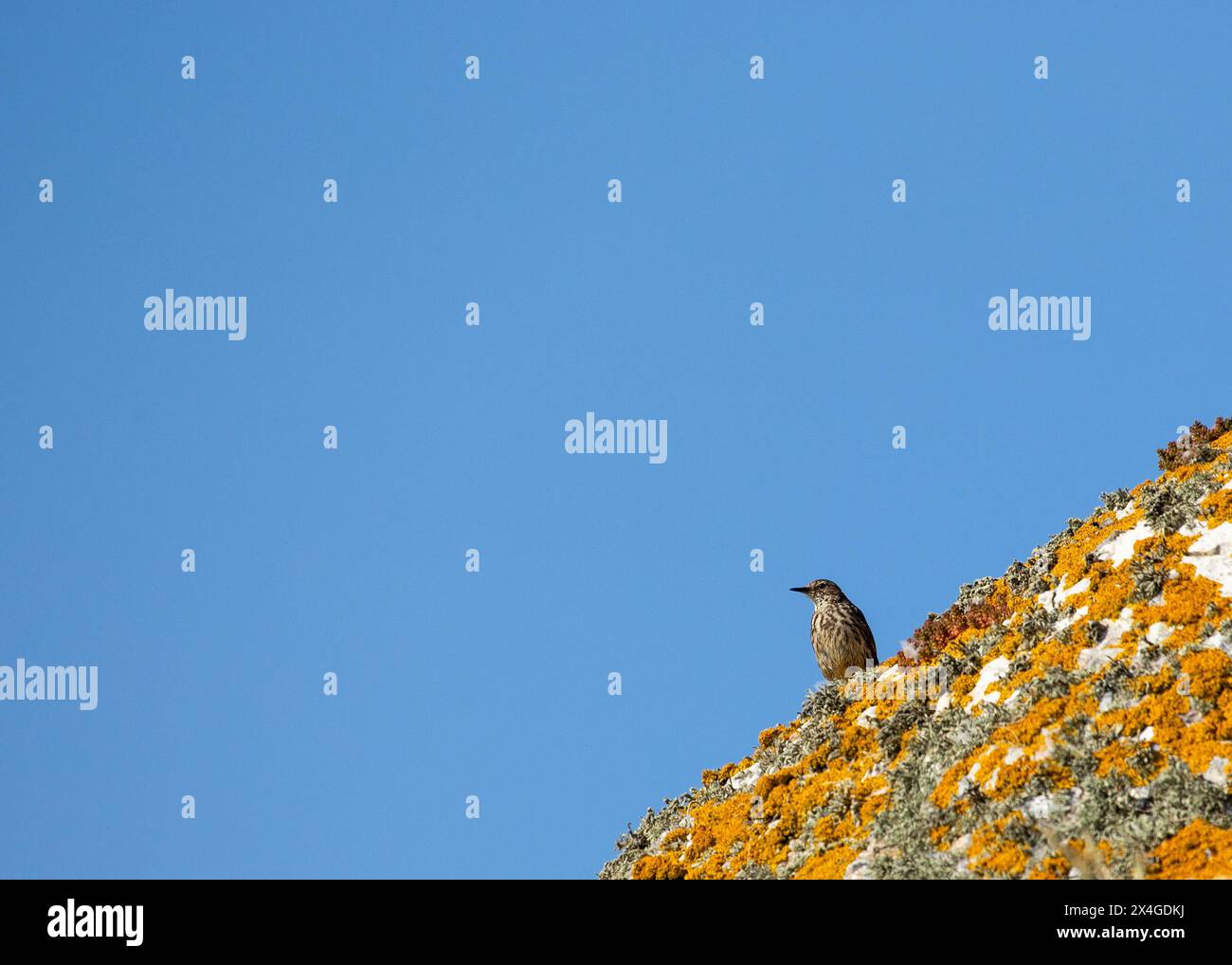 Délicat oiseau brun avec de longues pattes, fréquente les rivages rocheux de l'Ireland's Eye, chassant les insectes. Banque D'Images