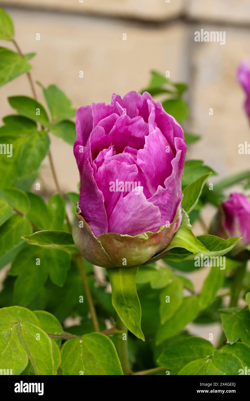 Pivoine. Macro de pivoine blanche rose. Grande fleur dans le jardin d'été. Nature estivale. Floraison de pivoine. Les pivoines fleurissent, les pivoines fleurissent. Gros plan Banque D'Images