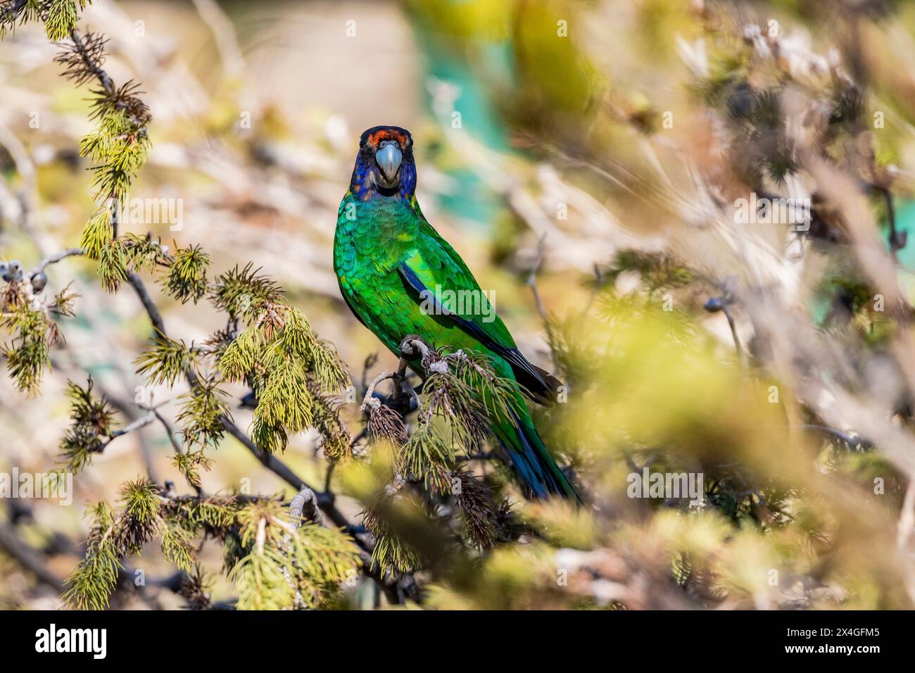 Le Barnardius zonarius (Barnardius zonarius) perché près de Bickley, Perth Hills, Australie occidentale. Banque D'Images