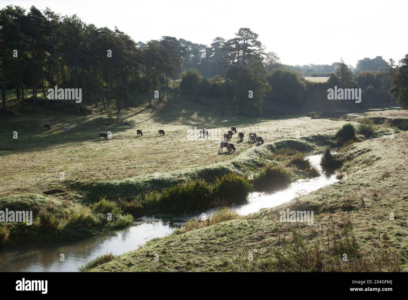 Vaches qui paissent un matin d'hiver à Cornbury Park, Charlbury dans l'Oxfordshire au Royaume-Uni Banque D'Images
