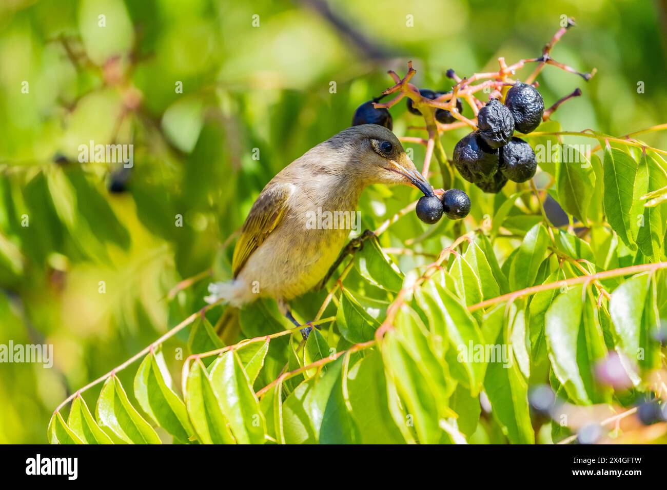 Miel brun – Lichmera indistincta sur un Curry Bush à Bickley, Perth Hill, Australie occidentale. Banque D'Images