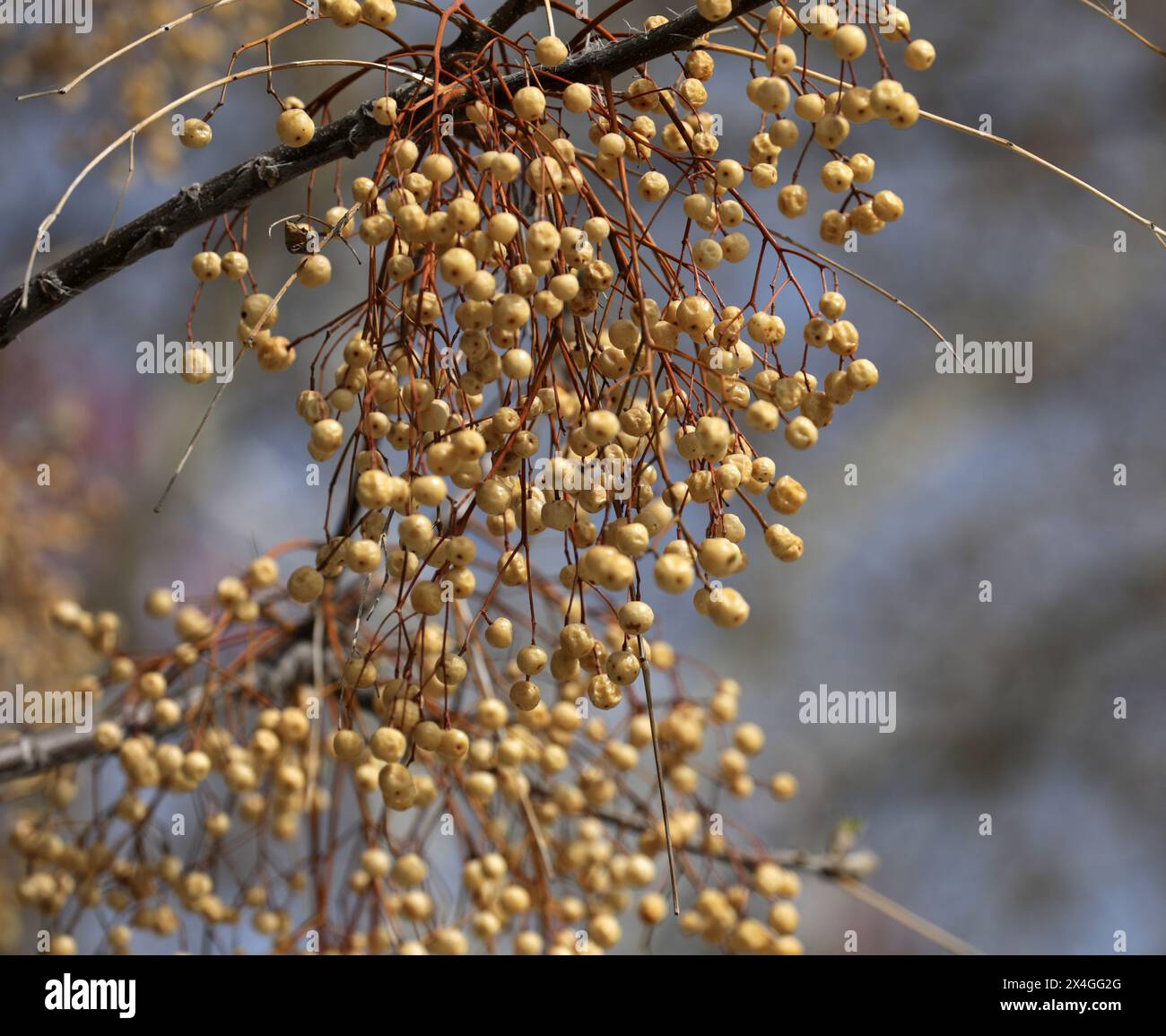 Zedrach arbre perse lilas dans un parc Banque D'Images