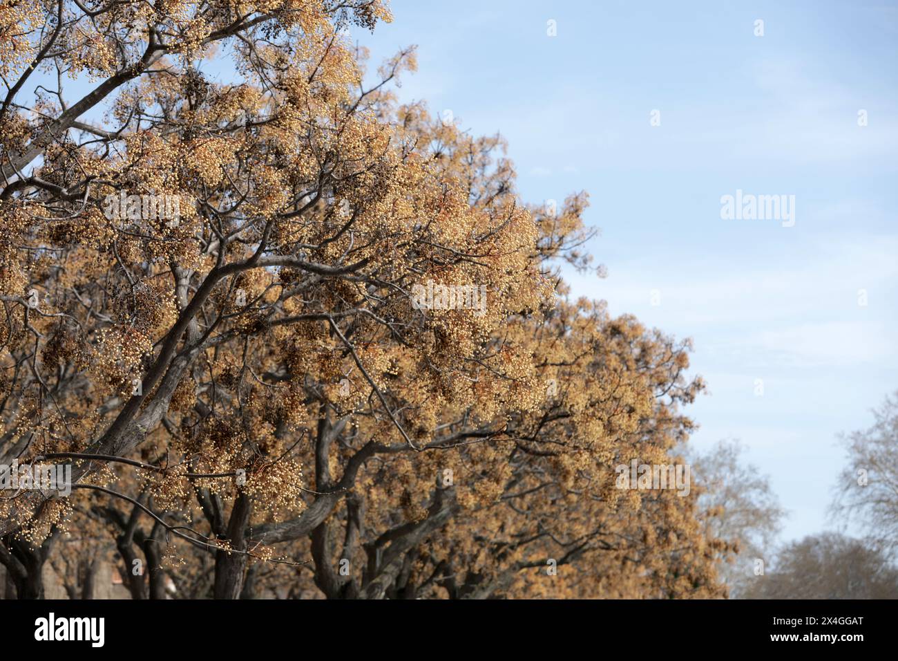Zedrach arbre perse lilas dans un parc Banque D'Images