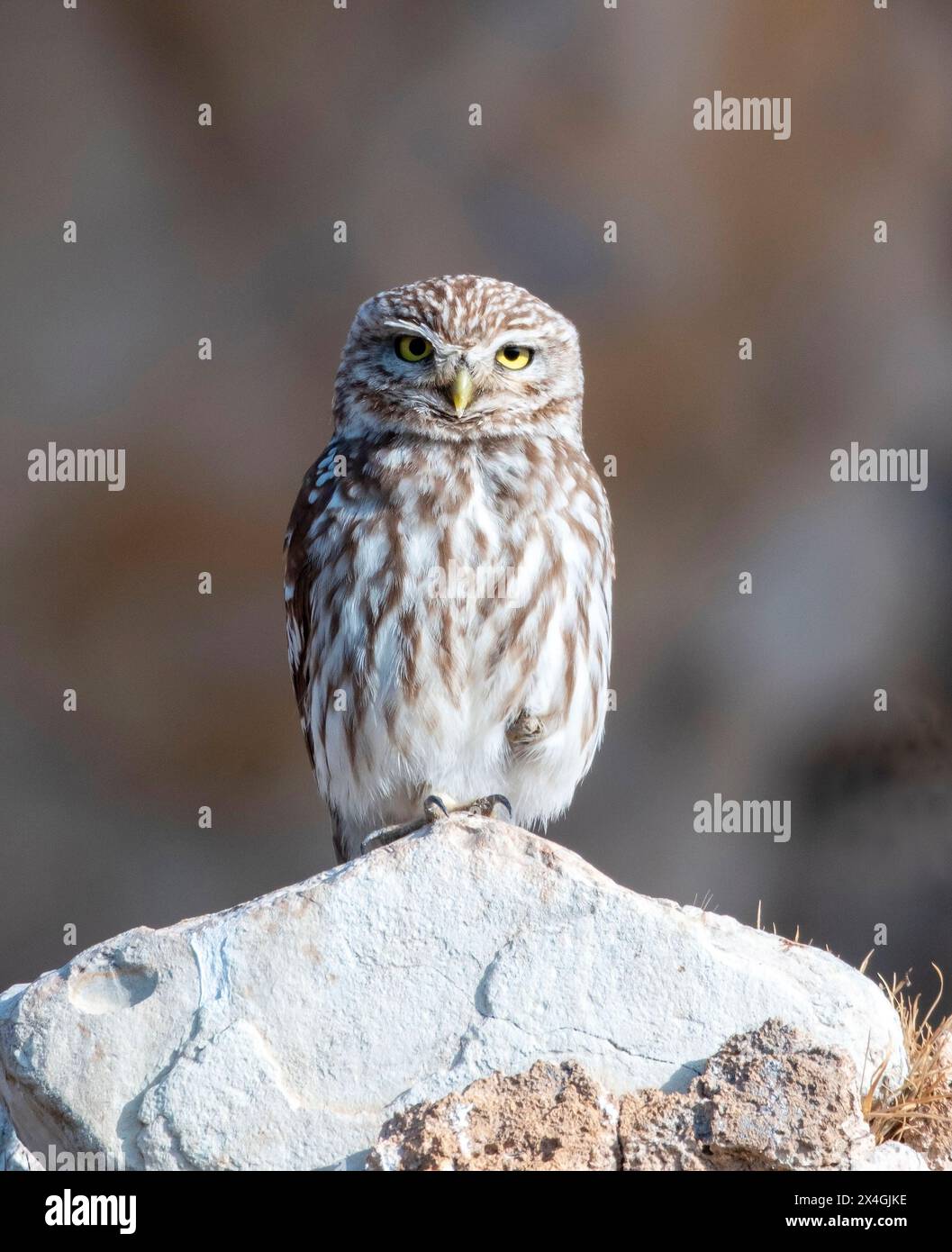 Petite chouette (Athene noctua) perchée sur un rocher Agia Varvara, Chypre. Banque D'Images