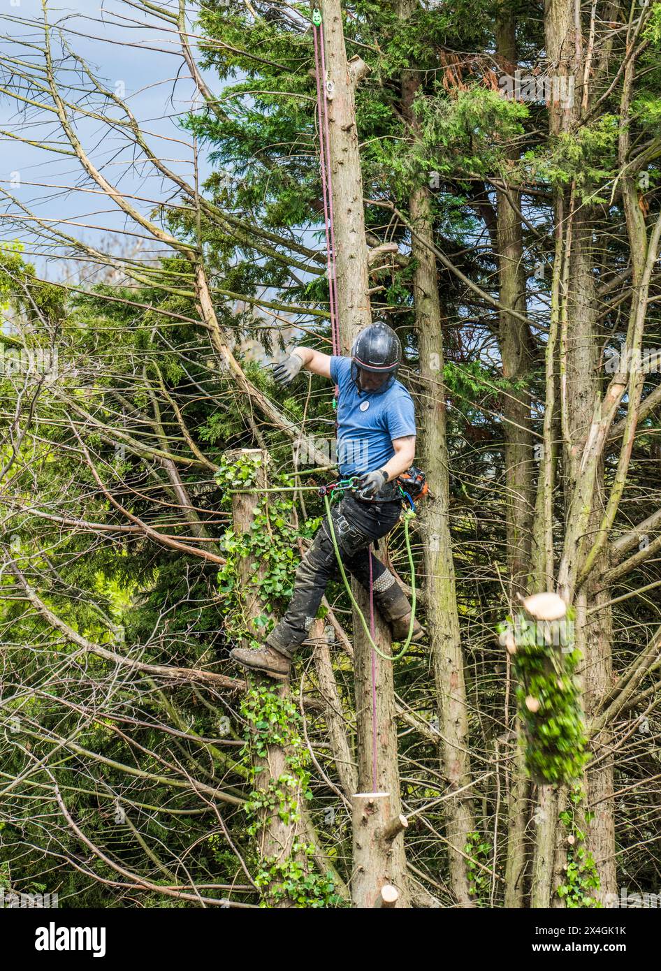 Chirurgien des arbres / bûcheron au travail Banque D'Images