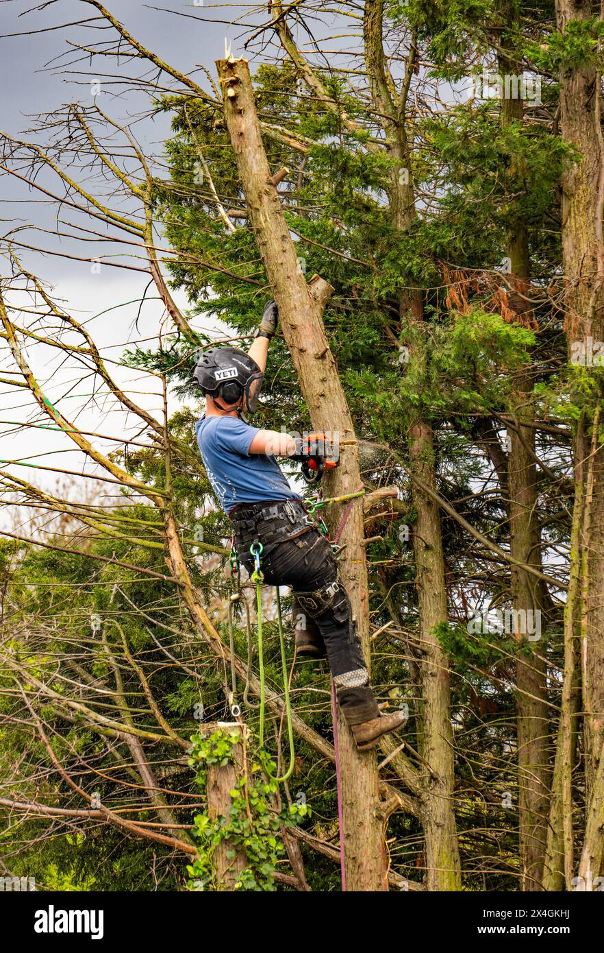 Chirurgien des arbres / bûcheron au travail Banque D'Images
