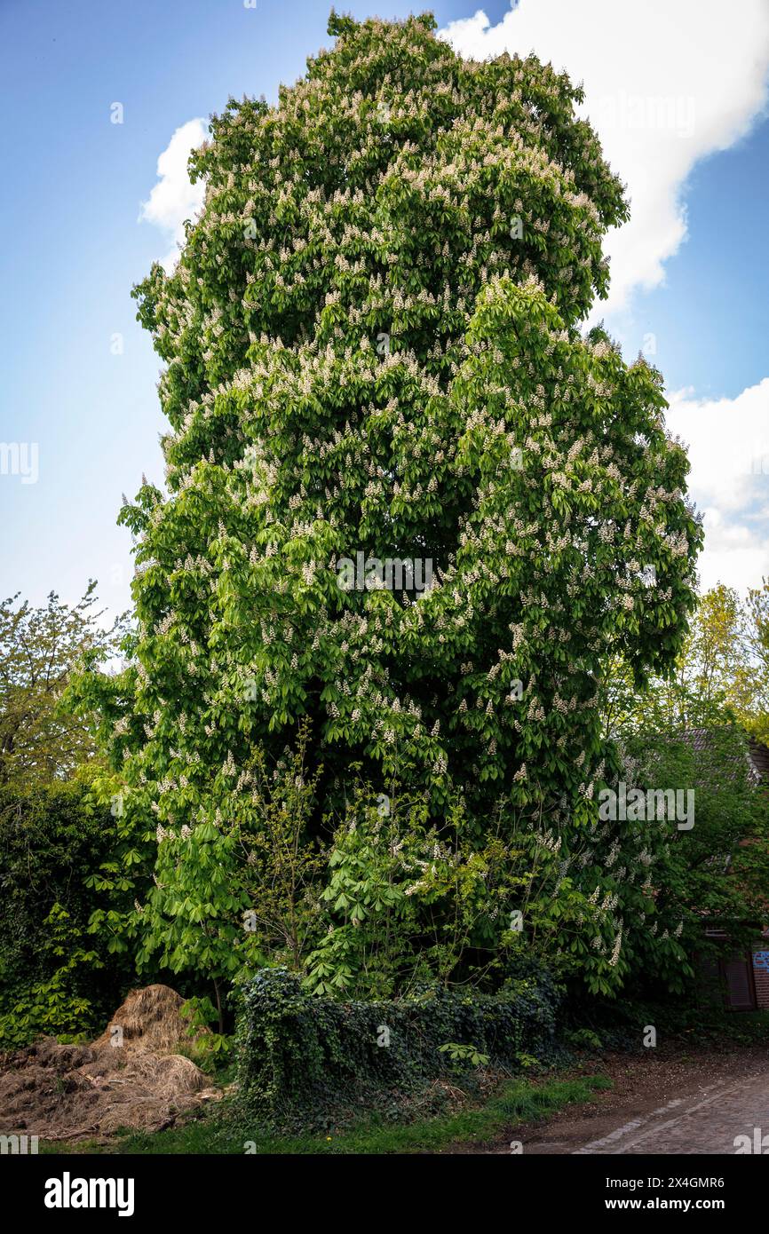 Grand châtaignier en fleurs à Fischerhude, basse-Saxe, Allemagne. grosse bluehende Kastanie in Fischerhude, Niedersachsen, Deutschland. Banque D'Images