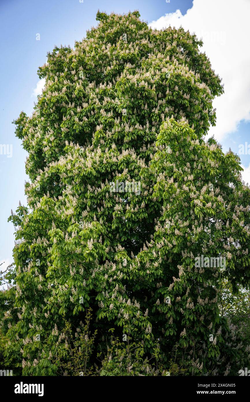 Grand châtaignier en fleurs à Fischerhude, basse-Saxe, Allemagne. grosse bluehende Kastanie in Fischerhude, Niedersachsen, Deutschland. Banque D'Images